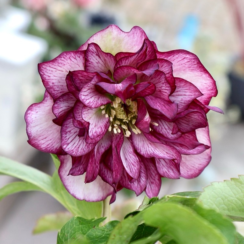 画像の現品☆クリスマスローズ・中輪多弁咲き「グレイス プリマドレス