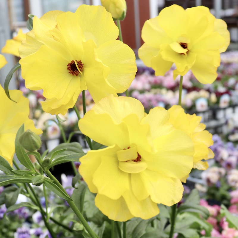 画像(最後の3枚)の現品1点限り☆ラナンキュラス・ラックス「アルテミス