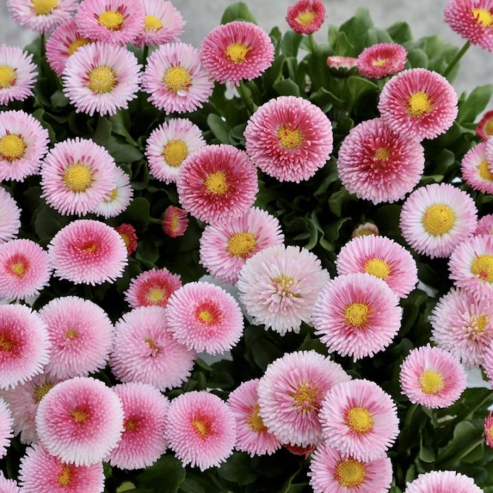 早春に可愛い花といえば、デージー・タッソー「ストロベリー&クリーム」