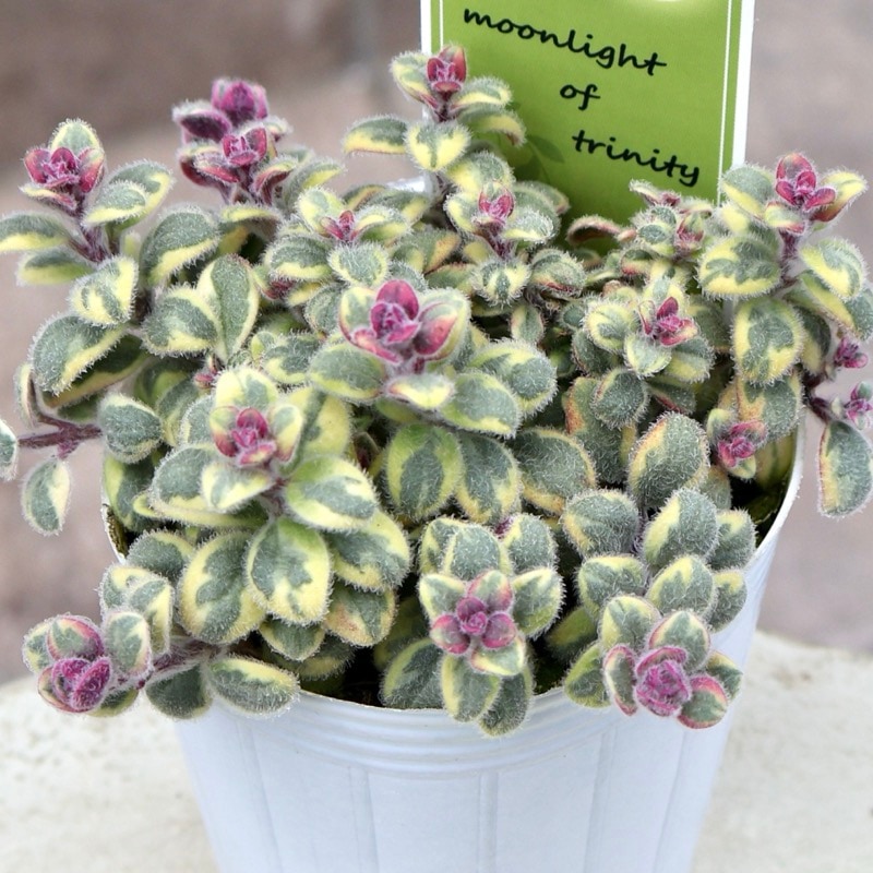可愛い♪斑入り葉のキンギョソウ「ムーンライトトリニティ」