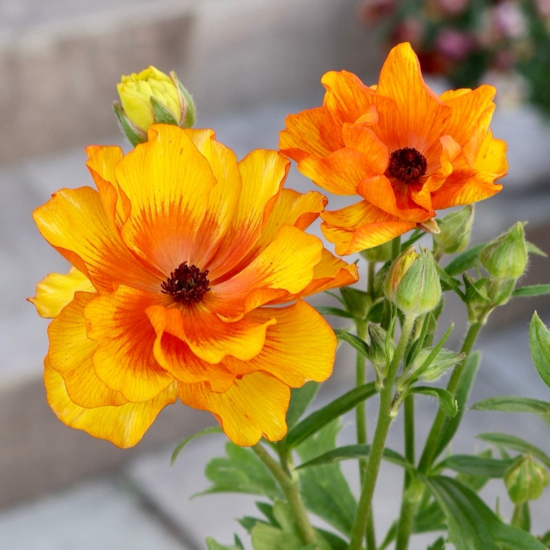 画像の現品いずれか☆ラナンキュラス・ランドセル「サラセレネ・ラゴス」(3.5号ロングポット)