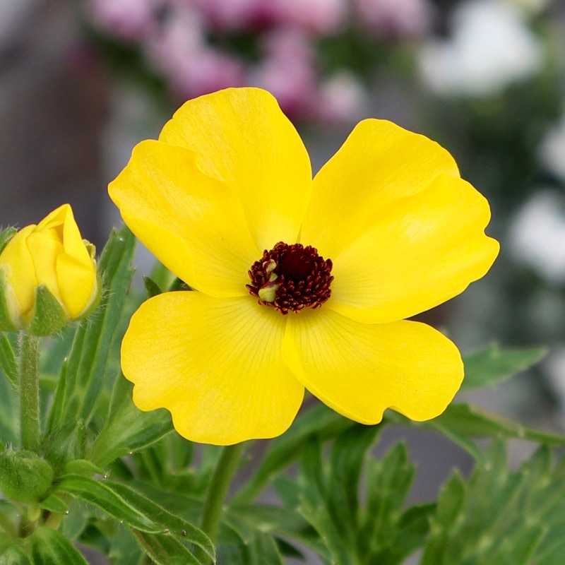 《画像の現品1点限り》ラナンキュラス・ランドセル「サラセレネ・アマルティア」(3.5号ロングポット)