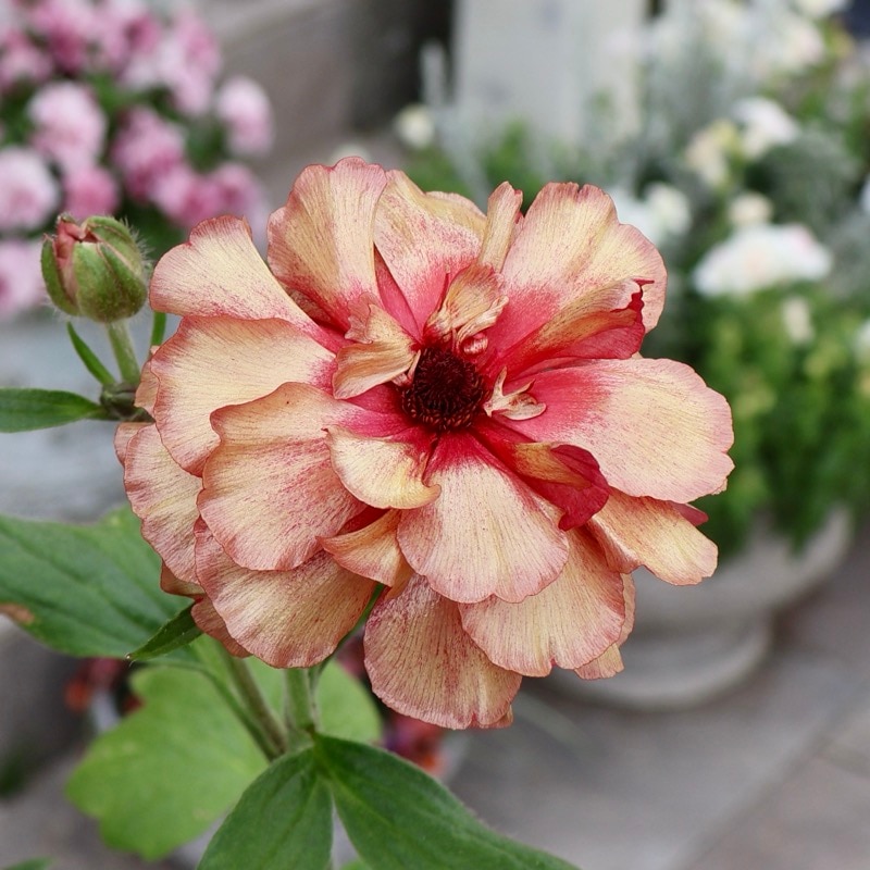 画像の現品☆ラナンキュラス・ランドセル「サラセレネ・イパリオン