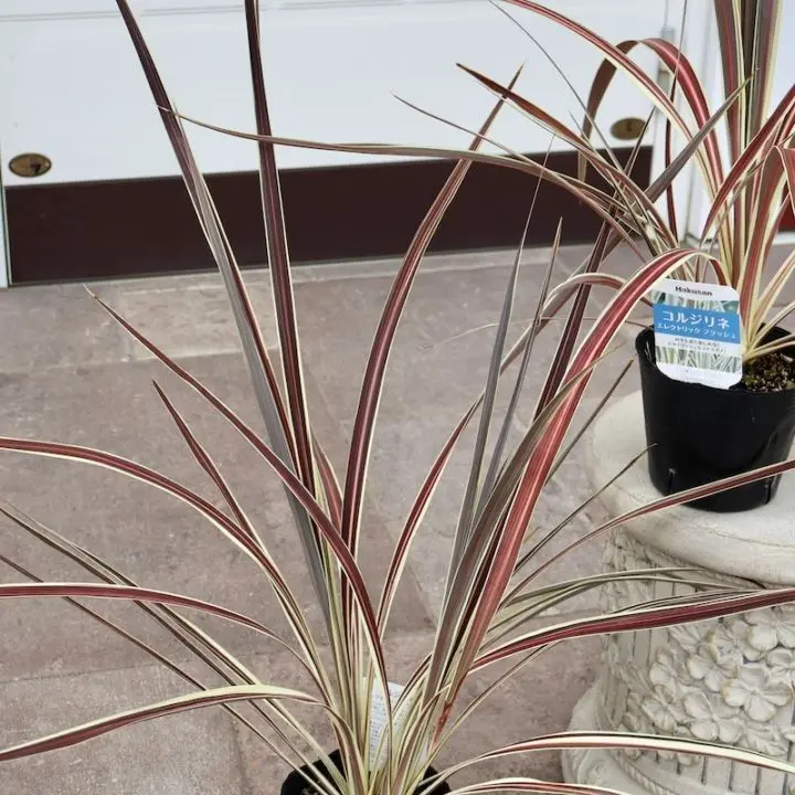 高さ約51cm☆コルジリネ「エレクトリックフラッシュ」(4号ポット)
