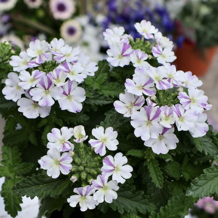 宿根バーベナ「はなあかり」(3号ロングポット)