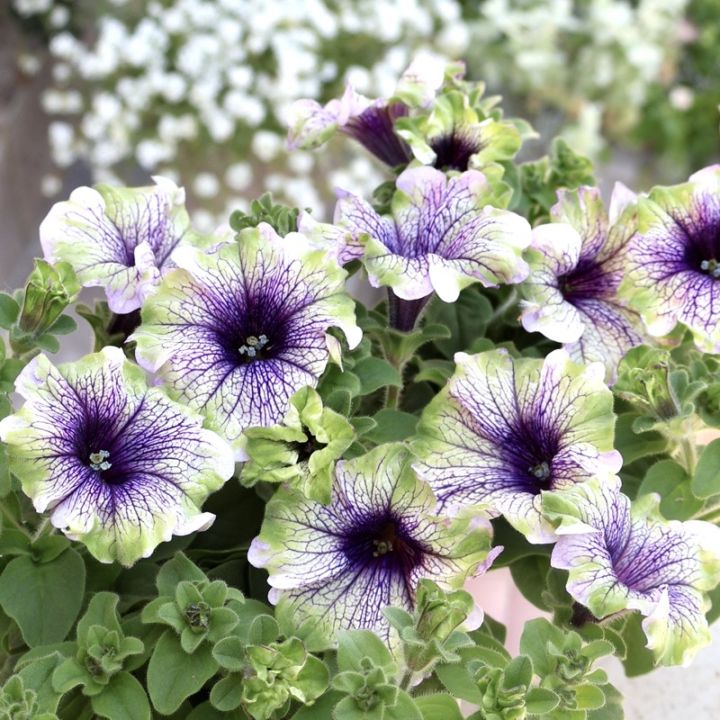 新入荷商品の植物｜リアルタイムの在庫｜ネット通販ショップ～風散歩～