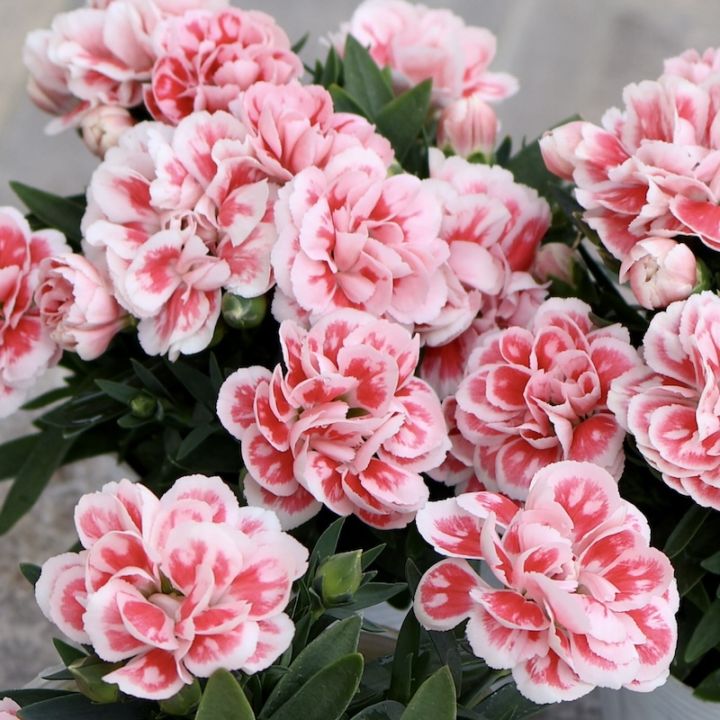 《花付き抜群のオススメ品種》ガーデンカーネーション・スプリングフェスティバル「ファンシーレッド」