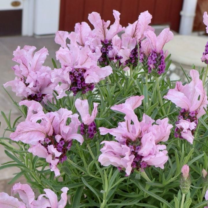 超良株5号鉢《画像(最初の6枚)》とっても可愛いラベンダー「ラビッシュ」