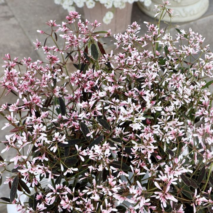 ボリューム満点株☆PWブランド☆ピンク花のユーフォルビア「ピンクフロスト」