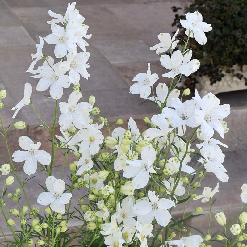 特大の超良株!!  F1デルフィニウム「チアホワイト」（3.5号ロングポット）