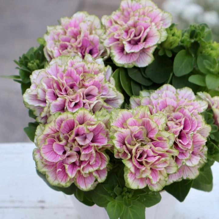 超良株☆花日和さんの八重咲きペチュニア・ベルチャーム「ウェンディ」(3.5号ポット)