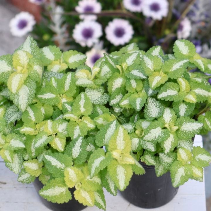 綺麗なオススメ株♪ラミューム「ゴールドラッシュ」