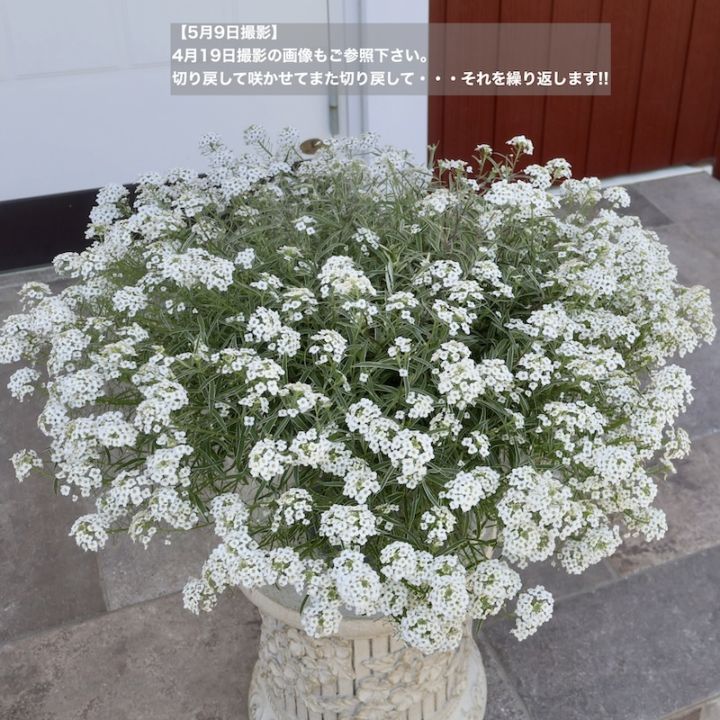 《お値打ち♪1点限り☆蕾いっぱいになって再登場!!》 当店培の見本鉢☆スーパーアリッサム「アイシクルナイト」