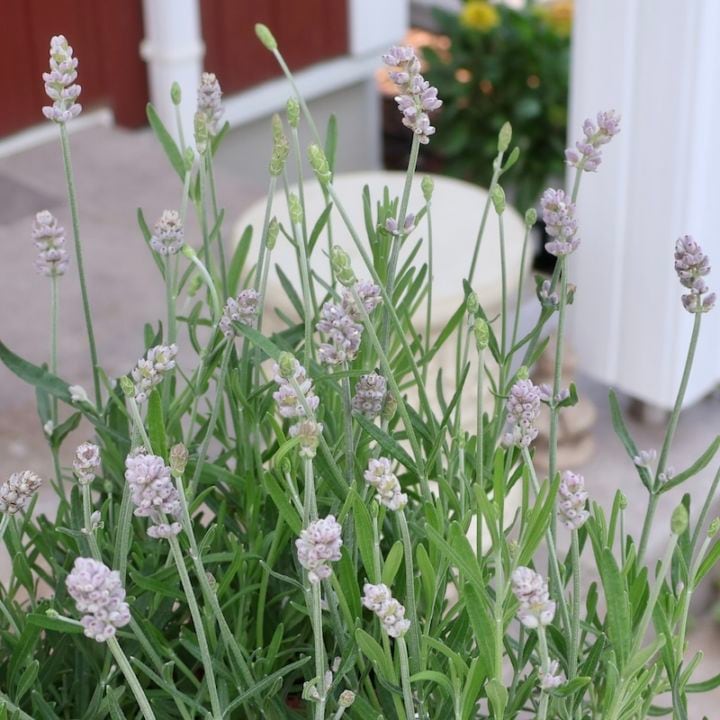 希少品☆ピンク色のイングリッシュラベンダー「ふらのの想いで」(3号ポット)