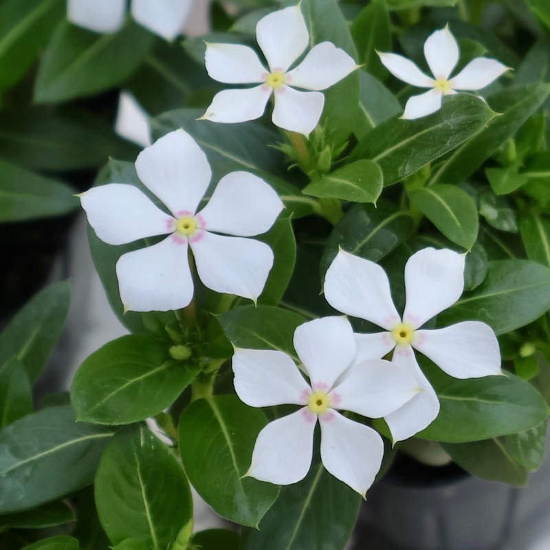 初入荷☆サントリーさんのフェアリースター「クリアホワイト」