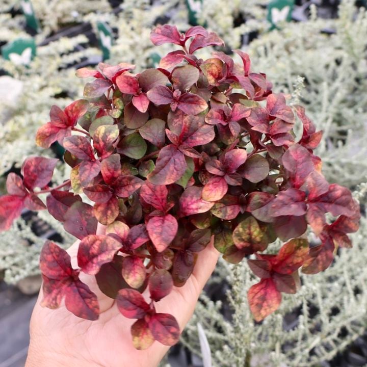 色鮮やかなカラーリーフ♪アルテルナンテラ「マーブルクイーン」(2.5号ロングポット)