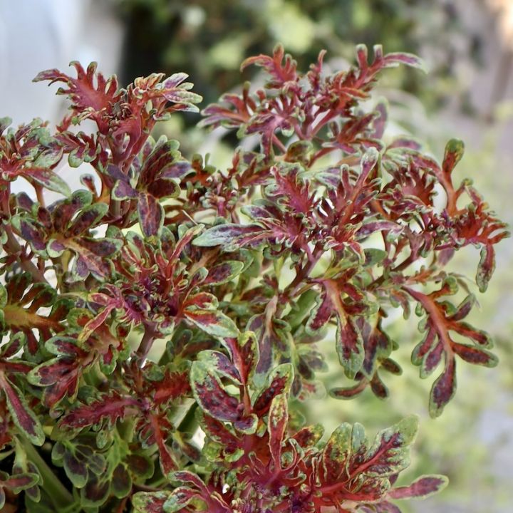 画像の現品・最後の1株です♪栄養系コリウス・バレッティ「ミルリトン」(3号ロングポット)