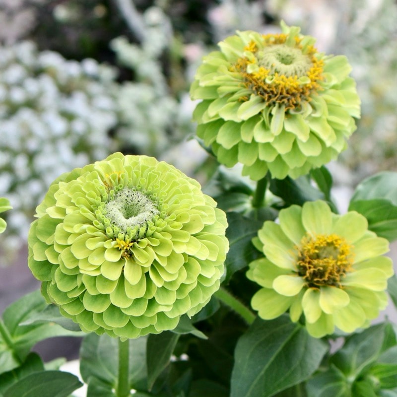 新入荷商品の植物｜リアルタイムの在庫｜ネット通販ショップ～風散歩～