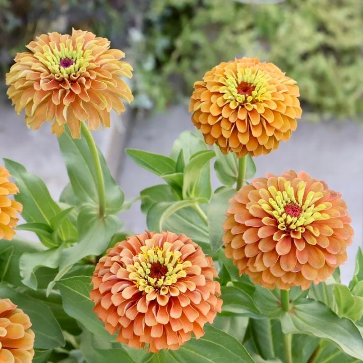 綺麗な秋苗入荷♪八重咲きジニア・クイーン「ライムオレンジ」系