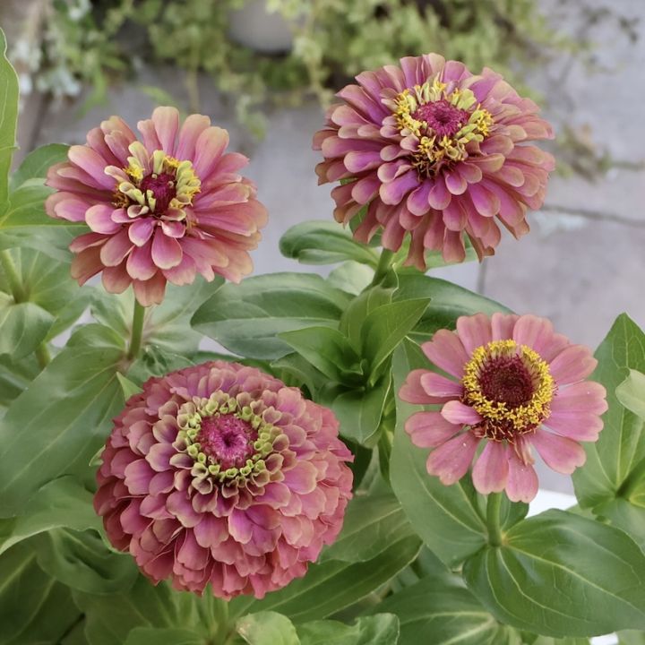 ジニア バイカラー ピンク×ホワイト 【抜き苗】いちごミルクみたいに可愛いお花 ジニア バイカラー ピンク×ホワイト 【抜き苗】いちごミルクみたいに