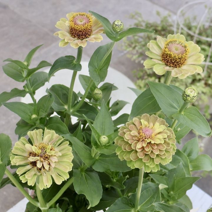 《花芽いっぱいの現品いずれか♪》八重咲きジニア・クイーン「ライムウイズブロッチ?」(色グループ1-5)