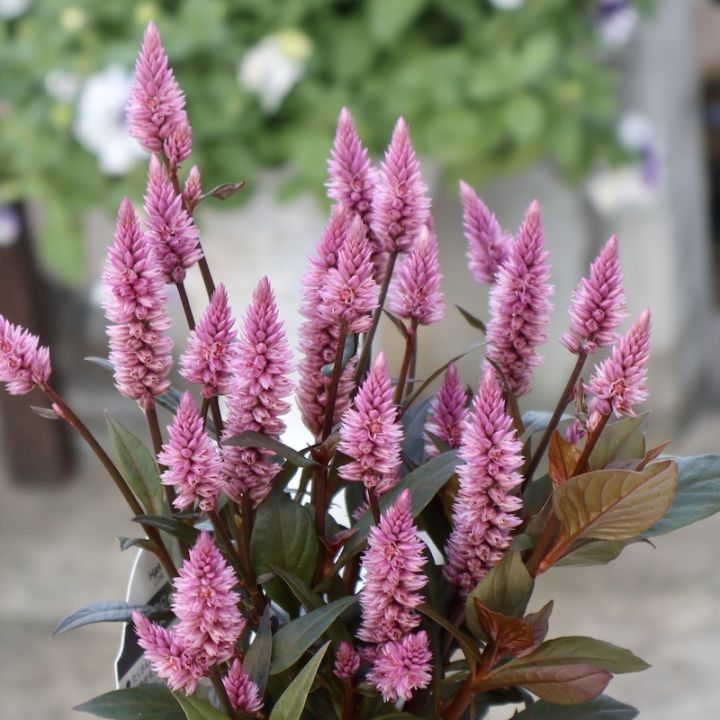 2025年新品種☆セロシア「ワイルドピンク」(3.5号ポット)