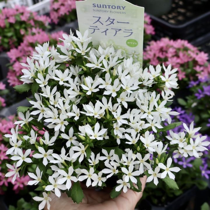 2025年NEW☆サントリーさんの星型スカエボラ☆スターティアラ「ホワイト」(3.5号ポット)