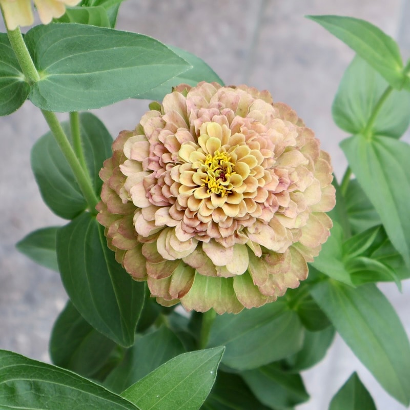 現品1点限り♪八重咲きジニア・クイーン「ライムウイズブロッチ?」(色