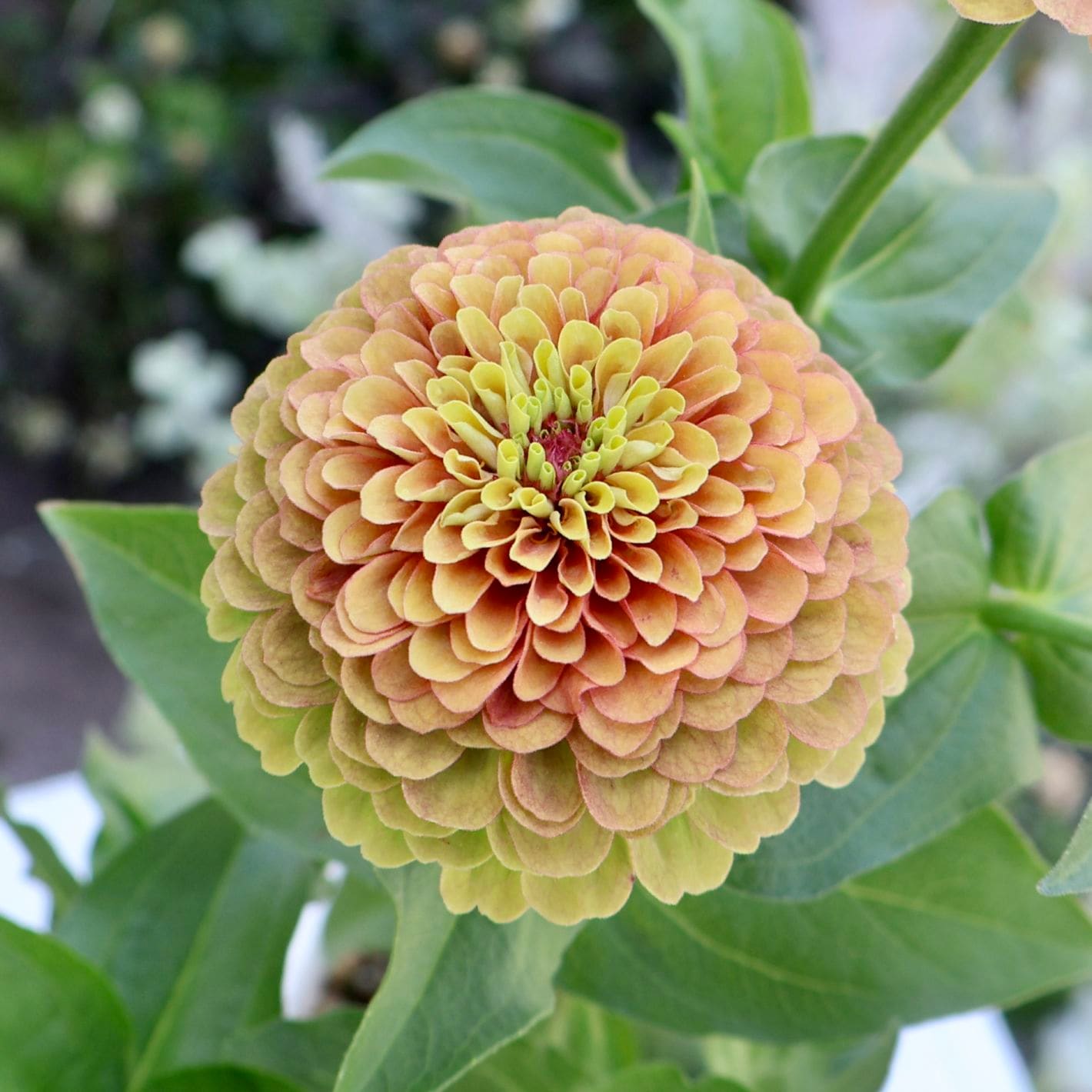 2本植え♪八重咲きジニア・クイーン(4番)「ライムウイズブロッチ」