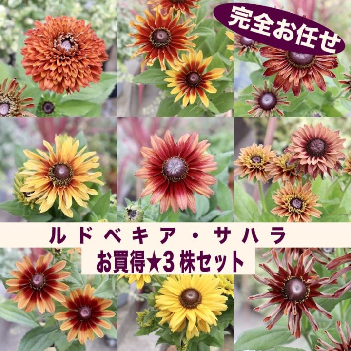 【色を選べないからお買得】お任せ3株セット♪ルドベキア・サハラ【色選択不可】　
