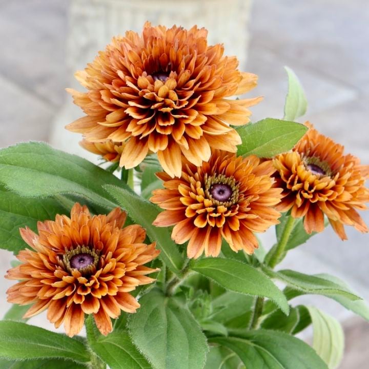 画像の現品1点限り!! 希少苗☆ルドベキア・サハラ☆No.27(3号ロングポット)　