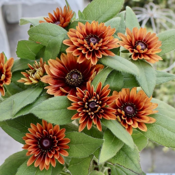 画像の現品1点限り!! 希少苗☆ルドベキア・サハラ☆No.23(3号ロングポット)　