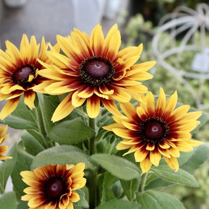 画像の現品1点限り!! 希少苗☆ルドベキア・サハラ☆No.24(3号ロングポット)　