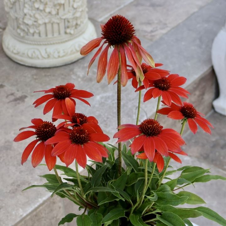 画像の現品1点限り☆夏から秋咲き多年草☆エキナセア☆25-9番(3.5号ロングポット)