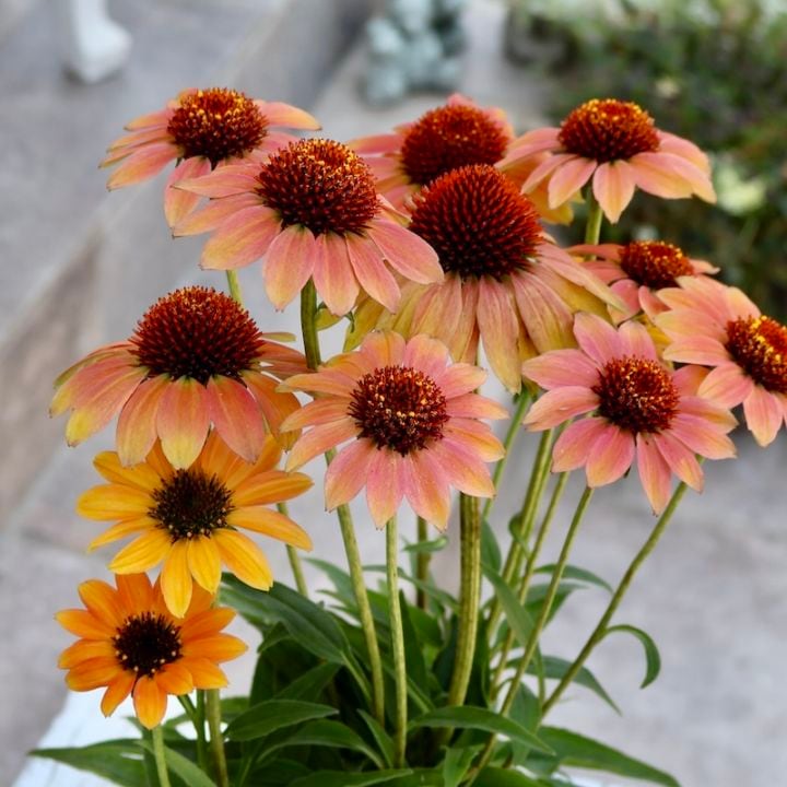 画像の現品1点限り☆夏から秋咲き多年草☆エキナセア☆25-11番(3.5号ロングポット)