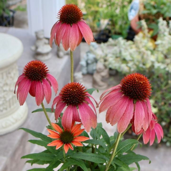 画像の現品1点限り☆夏から秋咲き多年草☆エキナセア☆25-13番(3.5号ロングポット)