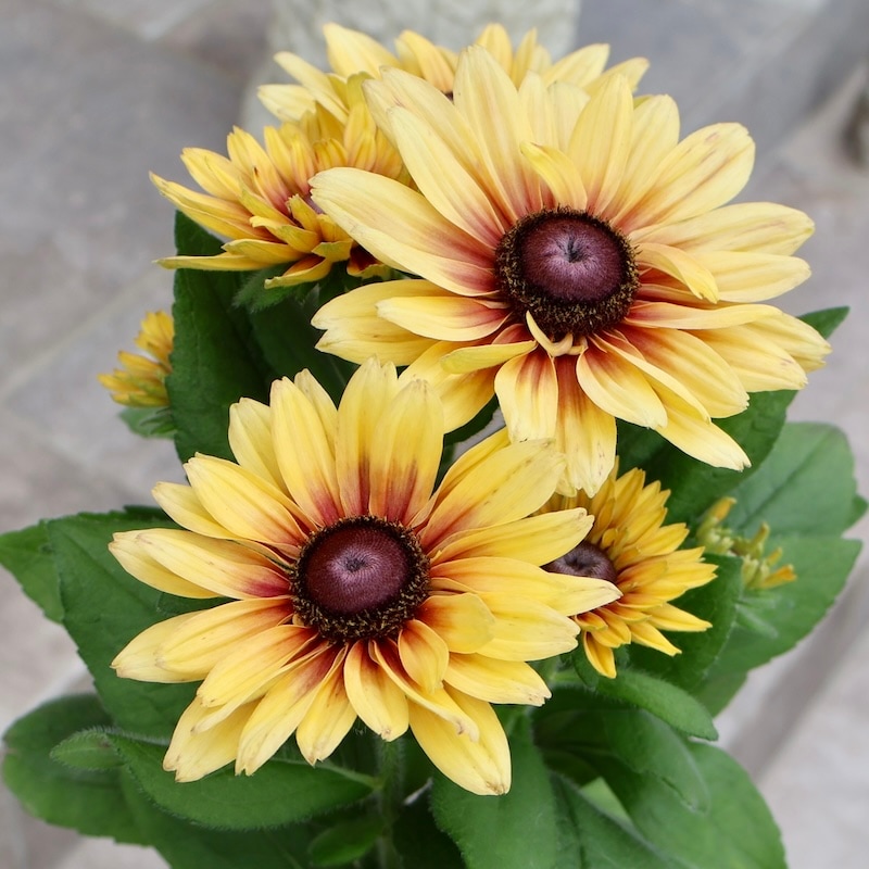 画像の現品1点限り!! 希少苗☆ルドベキア・サハラ☆No.28(3号ロングポット)　