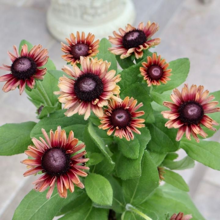 画像の現品1点限り!! 希少苗☆ルドベキア・サハラ☆No.29(3号ロングポット)　