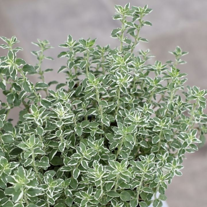 シルバー系｜葉物植物（カラーリーフ）｜ネット通販ショップ～風