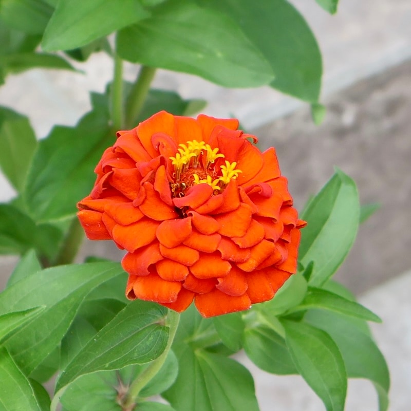 現品1点限り♪八重咲きジニア・クイーン「オレンジ?」(色グループ1-8)