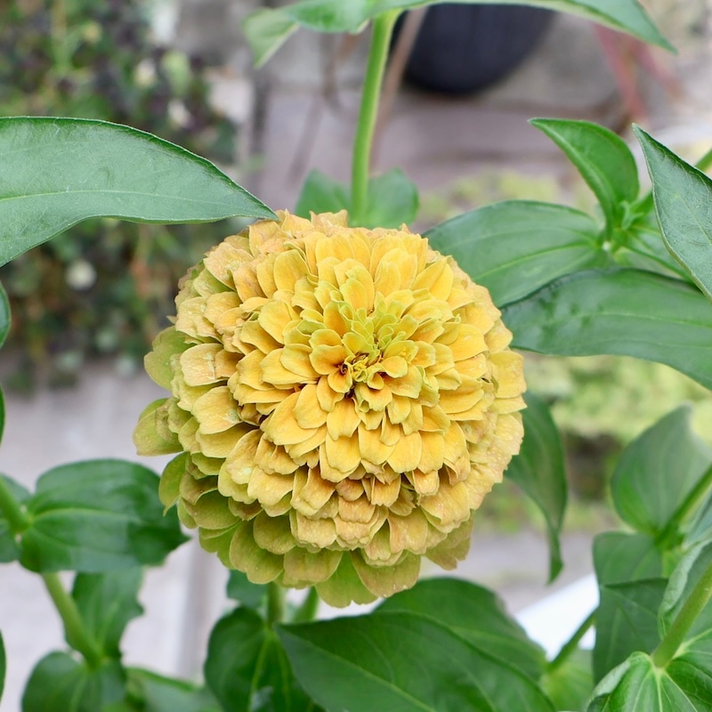 画像の現品いずれか♪《よく分枝して花芽いっぱい》八重咲きジニア・クイーン「ライムウイズブロッチ?」(色グループ1-7)