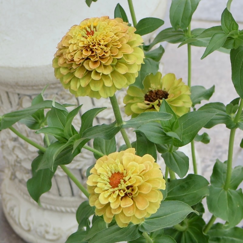 植物（花苗・鉢物）をサ行から選ぶ｜ネット通販ショップ～風散歩～