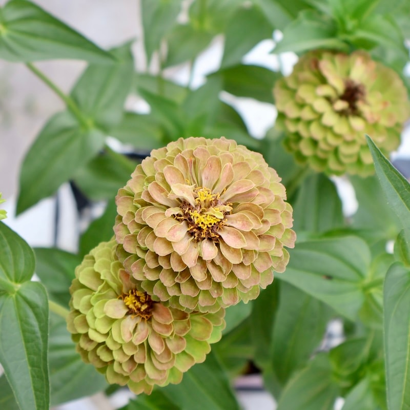 現品1点限り♪八重咲きジニア・クイーン「ライムウイズブロッチ?」(色グループ1-11)