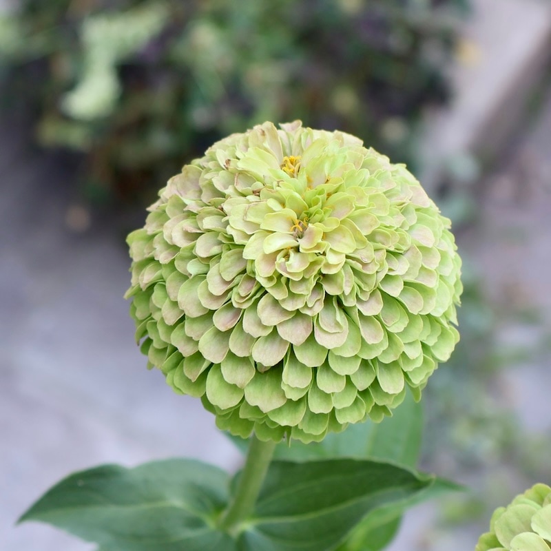 現品1点限り♪八重咲きジニア・クイーン「ライムウイズブロッチ?」(色グループ1-12)