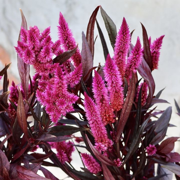 ラスト1株♪セロシア「ミスティックシェード」(3.5号ポット)