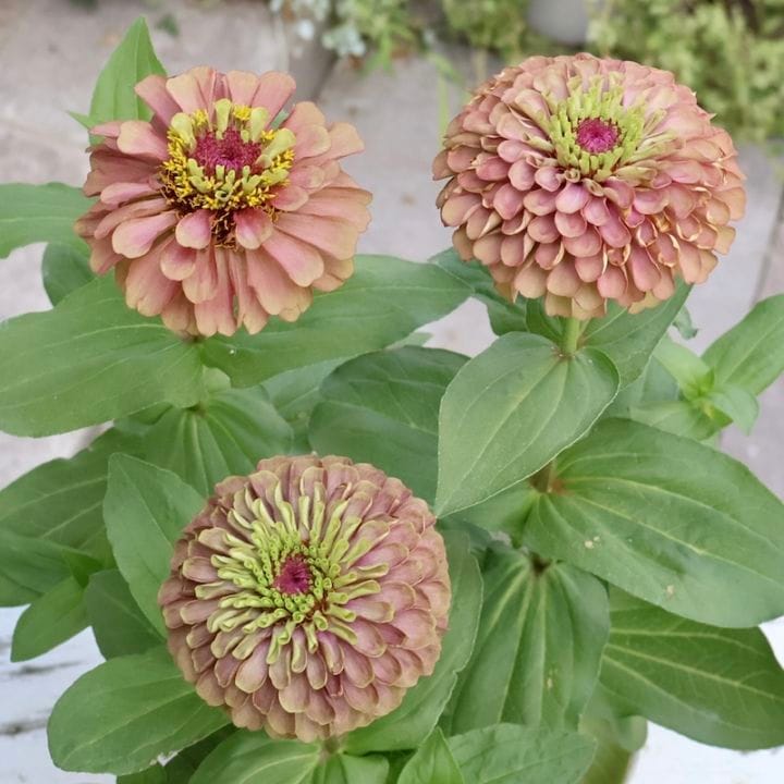 ジニア バイカラー ピンク×ホワイト 【抜き苗】いちごミルクみたいに