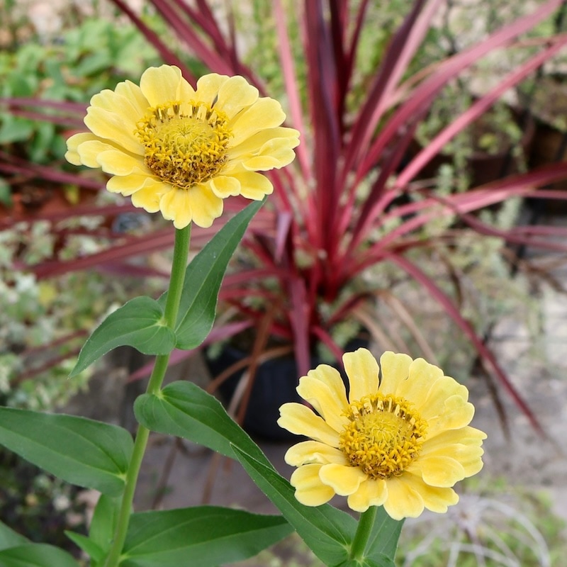 現品1点限り♪八重咲きジニア・クイーン「イエロー?」(色グループ1-14)