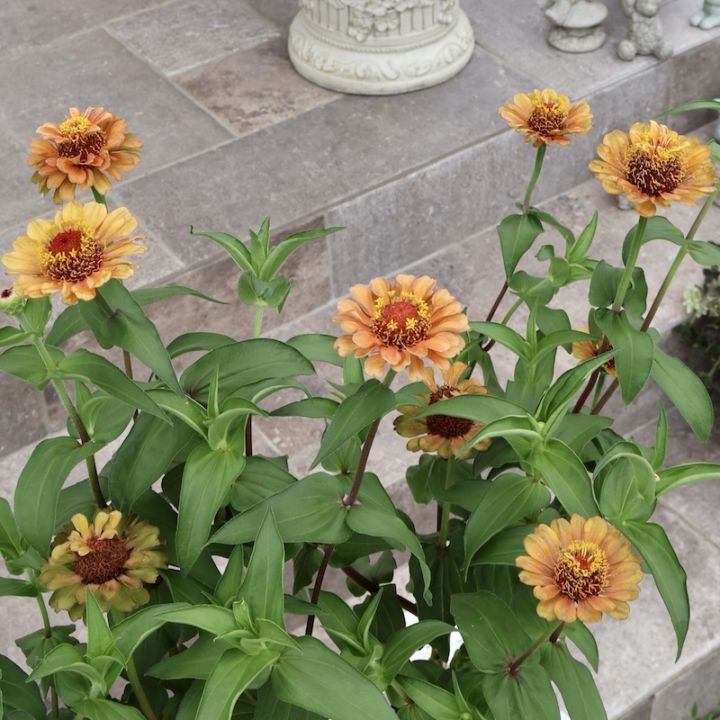 画像の現品いずれか♪八重咲きジニア・クイーン「オレンジ?」(色グループ1-15)