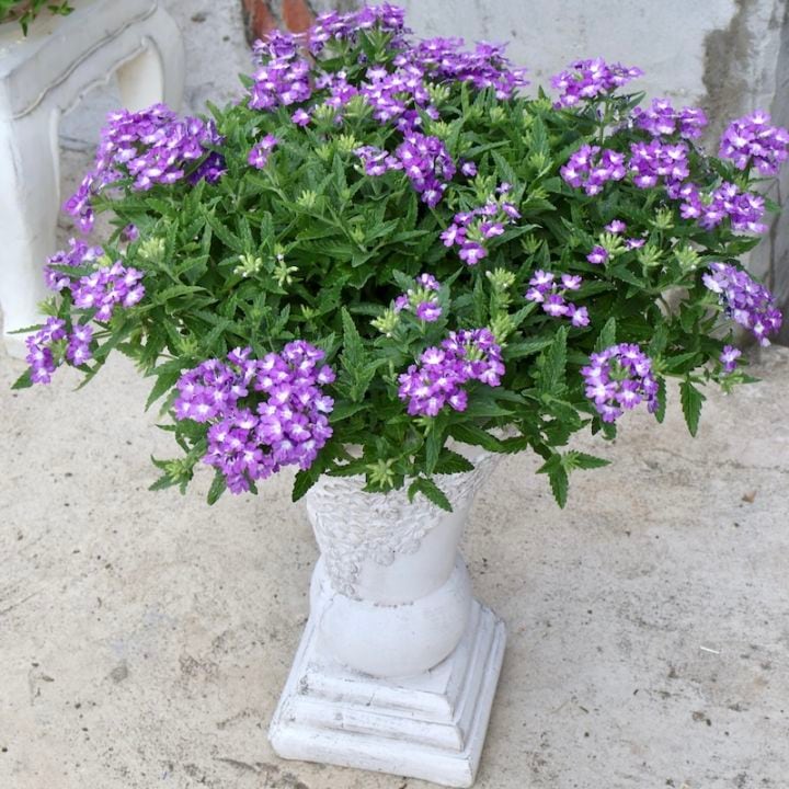 お値打ち♪直径50cm☆1点物見本鉢★宿根バーベナ・パティシエ「ブルー&ホワイト」〈単独梱包・送料込み〉