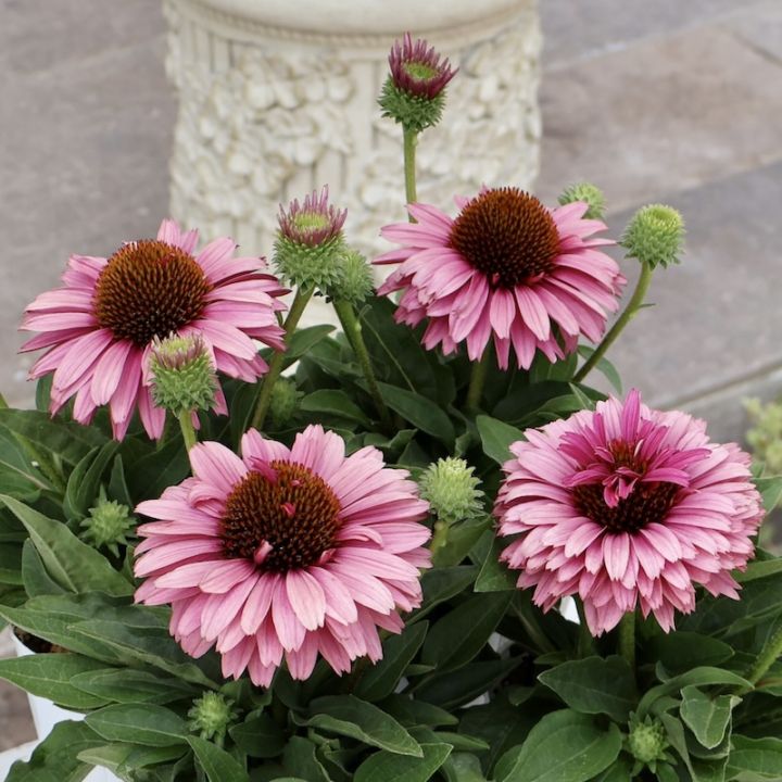 希少品種《今だからの超良株》剛健な多年草♪エキナセア・サンシーカーズ「スイートフクシア」(3号ロングポット)